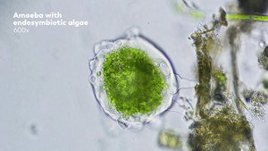 Where Did Eukaryotic Cells Come From? - A Journey Into Endosymbiotic Theory still
