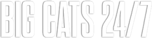 Big Cats 24/7 — Logos 2