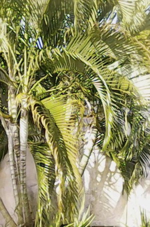 Cabezas Parlantes (2020)