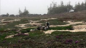 If I Were an Arctic Fox