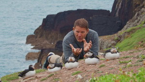 Puffins And Dragonflies still