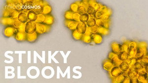 Synura: Smelly, Flowery Confetti still