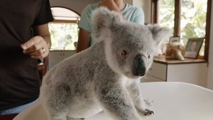 Izzy's Koala World Leia's Ready for Release