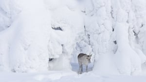 Aïlo : Une odyssée en Laponie (2018)