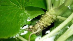 The Wasabi Brothers: Finding the Spice of Life