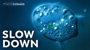 Microbes in Slow Motion still