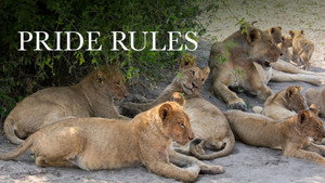 Pride Rules