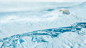 фото  - Смотреть Arctic from Above бесплатно онлайн на Lord-Filmy