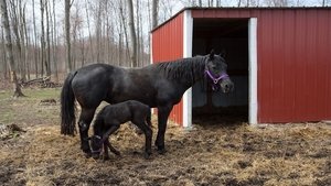 The Incredible Dr. Pol Three Vets and a Baby