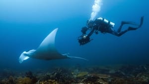 Animals Up Close with Bertie Gregory Devil Ray Islands