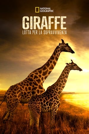 Image Saving Giraffes: The Long Journey Home