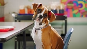 Pup Academy Spark Wants Back