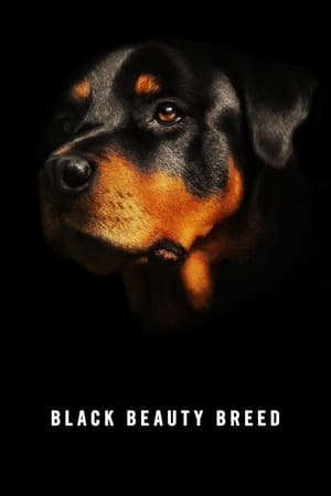 Poster Black Beauty Breed (2014)