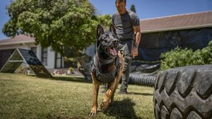 Muzzle City of Wolves (2025)