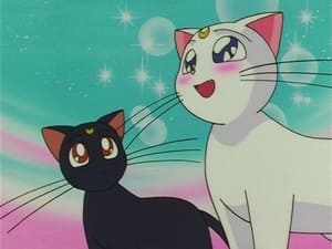 Sailor Moon Artemis is Cheating?! Enter the Mysterious Kitten