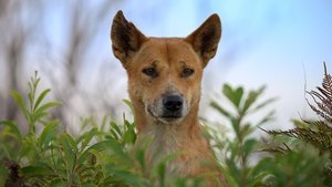 Dogs in the Wild: Meet the Family