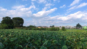 Kodaira – Savoring a Taste of Country Life - Episode 18
