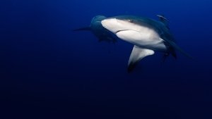 Secrets of the Bull Shark