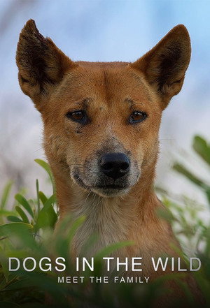 Dogs in the Wild: Meet the Family