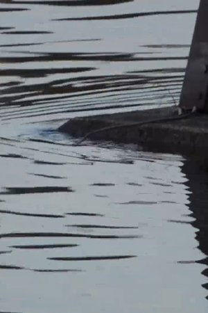Nonton film footage shot along the Susquehanna River set to various pieces of music (2020) terbaru sub indo Nonton film footage shot along the Susquehanna River set to various pieces of music (2020) terbaru sub indo