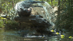 Crocodile: Australia's Greatest Survivor