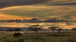 Living Landscapes: Earthscapes – Wild Africa