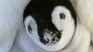 All About Animals EP19