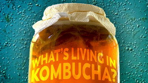 The Microbial Universe That Makes Kombucha still