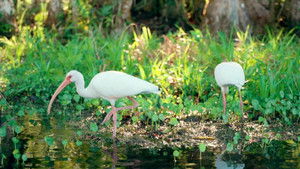 Still from Episode 1