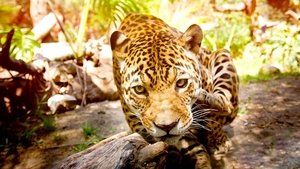 The Wonder of Animals Big Cats