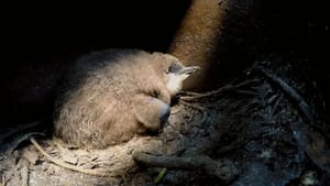 Wildest New Zealand A Tale of Two Penguins