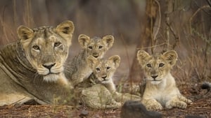 Image Desert Lions