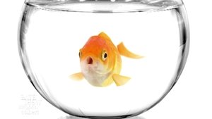 The Late Show with Stephen Colbert: 7×95