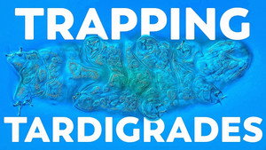 We Built A Tardigrade Trap, And It Worked still