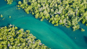The Magic of Mangroves