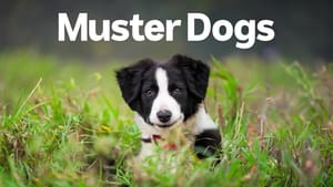 poster Muster Dogs