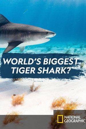 World's Biggest Tiger Shark 10