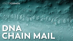 These Microbes Wear Chain Mail Made From DNA still