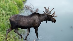 Image Wild Moose Chase