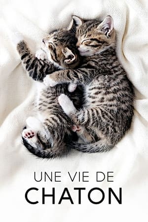 Poster The Secret Life of Kittens 2017