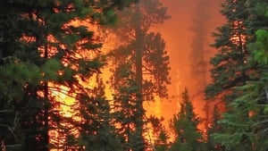 Image The time of the forest fires