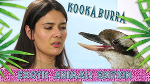 Épisode 11