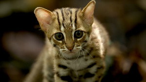 Big Cats: 1×1