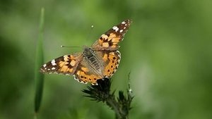 How Do Animals Do That? Acrobatic Cats and Butterfly Wings