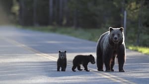 Europe's New Wild Saving Europes Bears