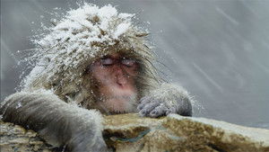 Animals, They’re Just Like Us!