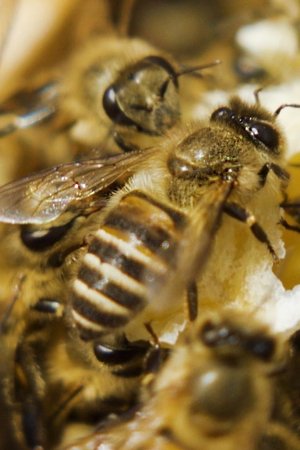 Poster Une terre sans abeilles? 2021
