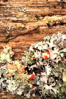 Lichens (Secrets of Nature #2)