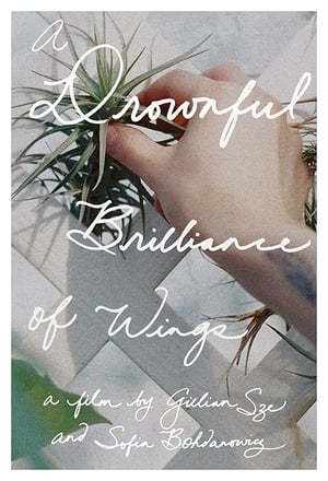 A Drownful Brilliance of Wings