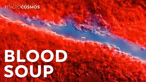 How Your Blood Keeps You Alive still